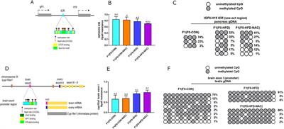 N-acetyl-L-cysteine reduces testis ROS in obese fathers but fails in protecting offspring from acquisition of epigenetic traits at cyp19a1 and IGF11/H19 ICR loci